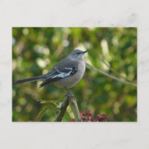 Northern Mockingbird Safety Harbour 