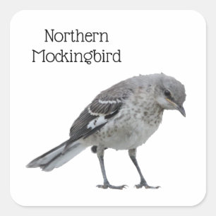 Northern Mockingbird Square Sticker