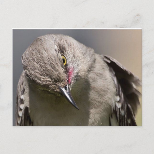 Northern Mockingbird takes a Bow Apparel & Gifts Postcard (Front)
