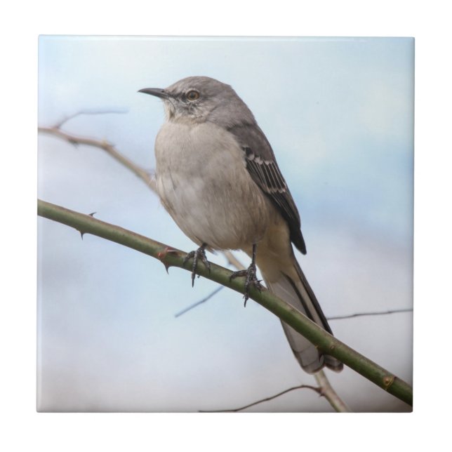 Northern Mockingbird Tile (Front)