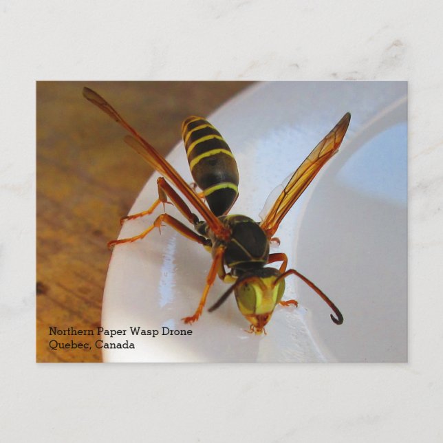 Northern or Golden Paper Wasp (P. fuscatus) Drone Postcard (Front)