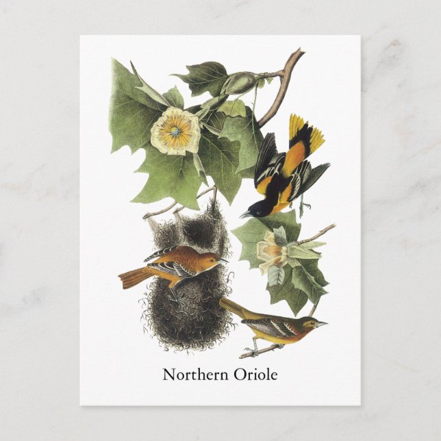 Northern Oriole, John Audubon Postcard (Front)
