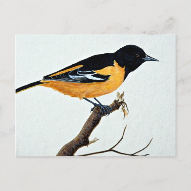 Northern oriole postcard (Front)