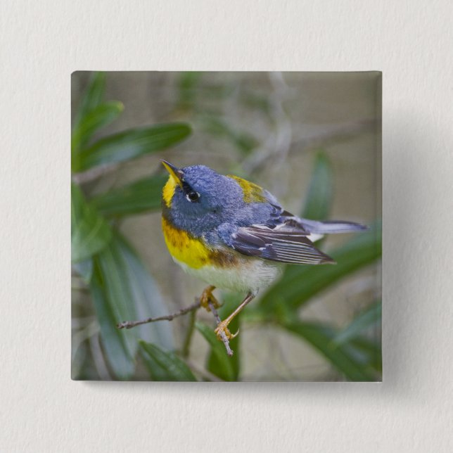 Northern Parula Parula americana) 2 Inch Square Button (Front)
