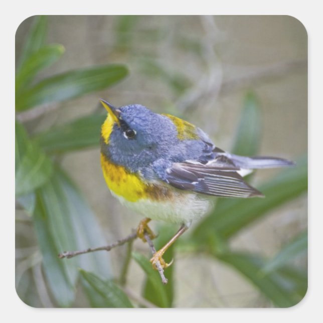 Northern Parula Parula americana) Square Sticker (Front)