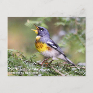 Northern Parula Postcard