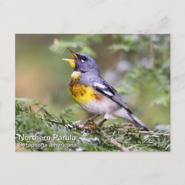Northern Parula Postcard (Front)