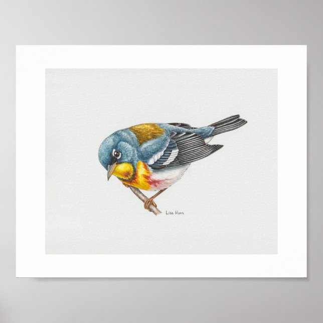 Northern Parula Warbler Art Print (Front)