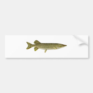 Northern Pike Art Bumper Sticker