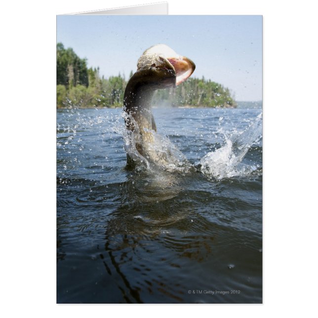 Northern Pike jumping out of water in a lake. (Front)