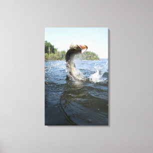 Northern Pike jumping out of water in a lake. Canvas Print