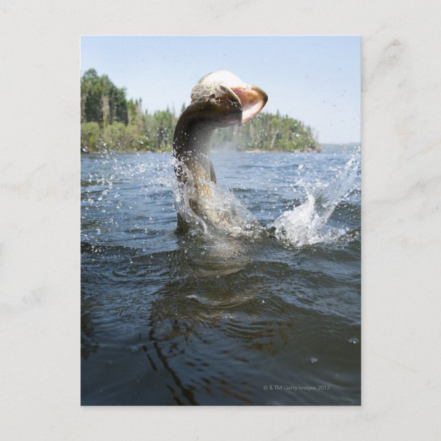 Northern Pike Postcard (Front)