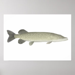 Northern Pike Poster