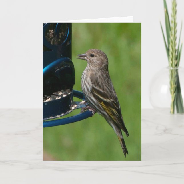 Northern Pine Siskin - Frameable Art Card (Front)