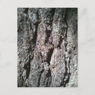 Northern Pine Tree Bark Postcard