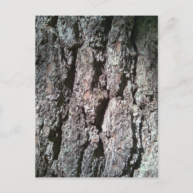 Northern Pine Tree Bark Postcard (Front)