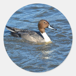 Northern Pintail Duck Classic Round Sticker