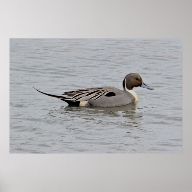 Northern Pintail Duck Photo Poster (Front)
