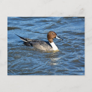 Northern Pintail Duck Postcard
