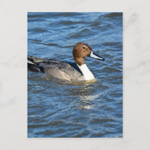 Northern Pintail Duck Postcard