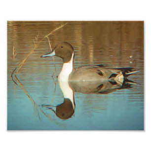 Northern Pintail Duck Print