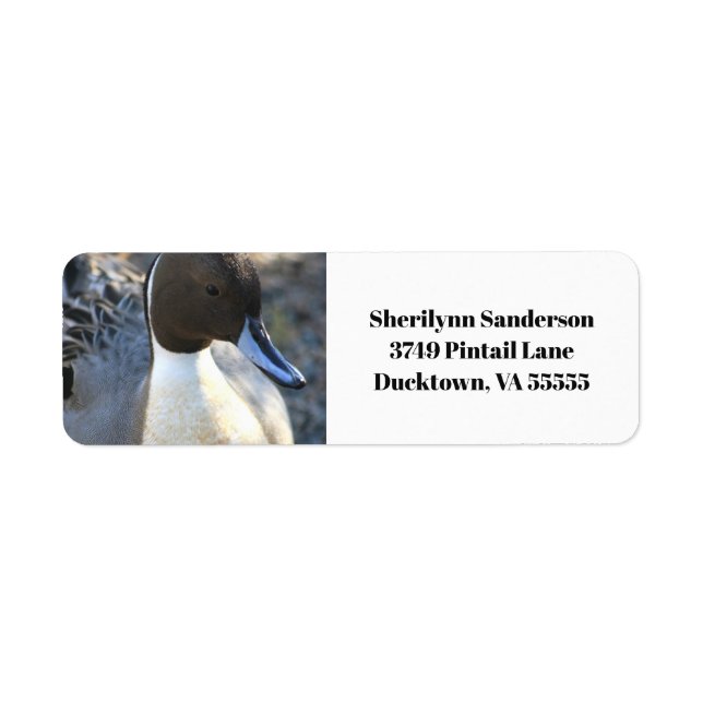 Northern Pintail Duck Return Address (Front)