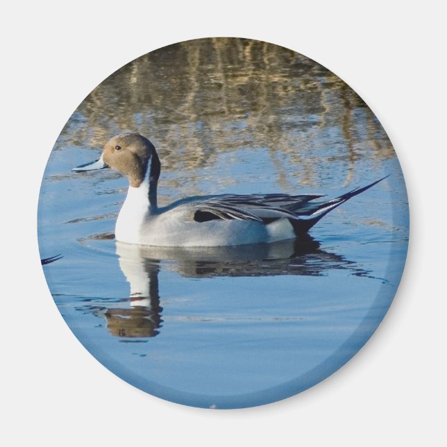 Northern Pintail Magnet (Front)