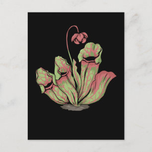 Northern Pitcher Carnivorous Plants Sarracenia Postcard