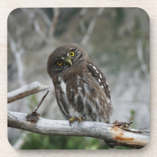 Northern Pygmy Owl Beverage Coaster