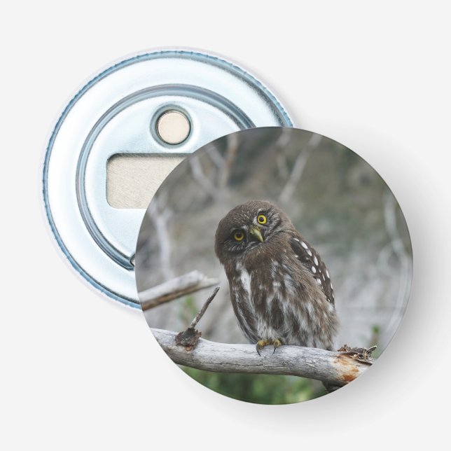 Northern Pygmy Owl Bottle Opener (Front)