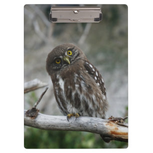 Northern Pygmy Owl Clipboard