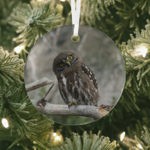 Northern Pygmy Owl Glass Ornament