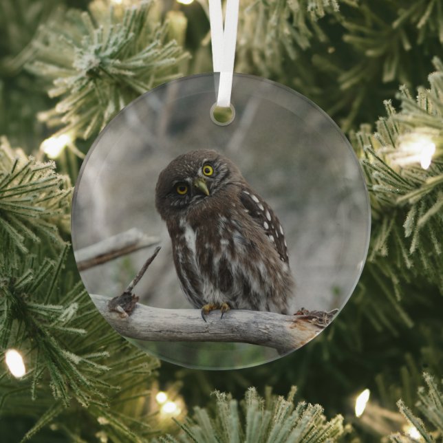 Northern Pygmy Owl Glass Ornament (Insitu)