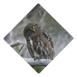 Northern Pygmy Owl Graduation Cap Topper