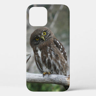 Northern Pygmy Owl iPhone 12 Pro Coque
