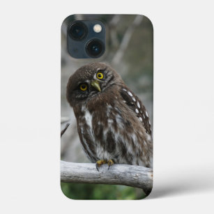Northern Pygmy Owl iPhone 13 Mini Case