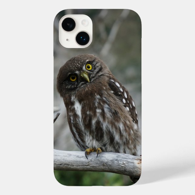 Northern Pygmy Owl iPhone 14 Plus Coque (Verso)