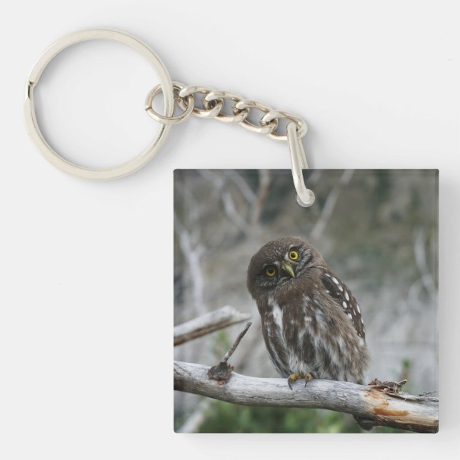 Northern Pygmy Owl Keychain (Front)