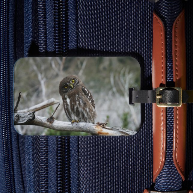Northern Pygmy Owl Luggage Tag (Front Insitu 4)