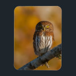 Northern pygmy owl magnet<br><div class="desc">One of our smallest owls, the Northern Pygmy Owl, is a voracious predator capable of taking down prey nearly twice their size. Day active, they feed predominantly on birds and small rodents. More often heard then seen, they call out a single flute like note, in varying rates of succession, depending...</div>