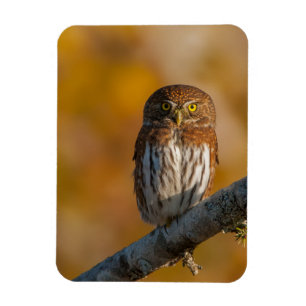Northern pygmy owl magnet