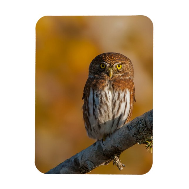 Northern pygmy owl magnet (Vertical)