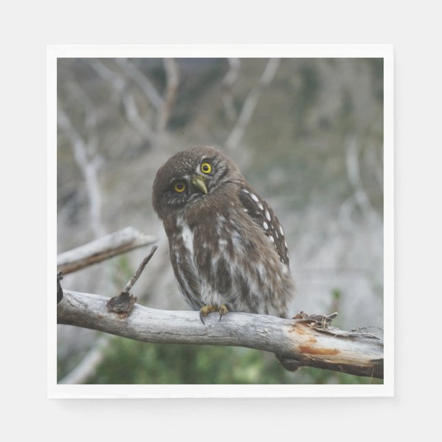 Northern Pygmy Owl Napkin (Front)