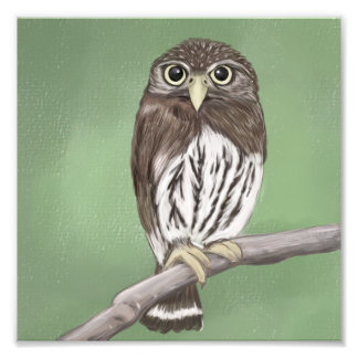 Northern Pygmy Owl Photo Print
