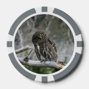 Northern Pygmy Owl Poker Chips