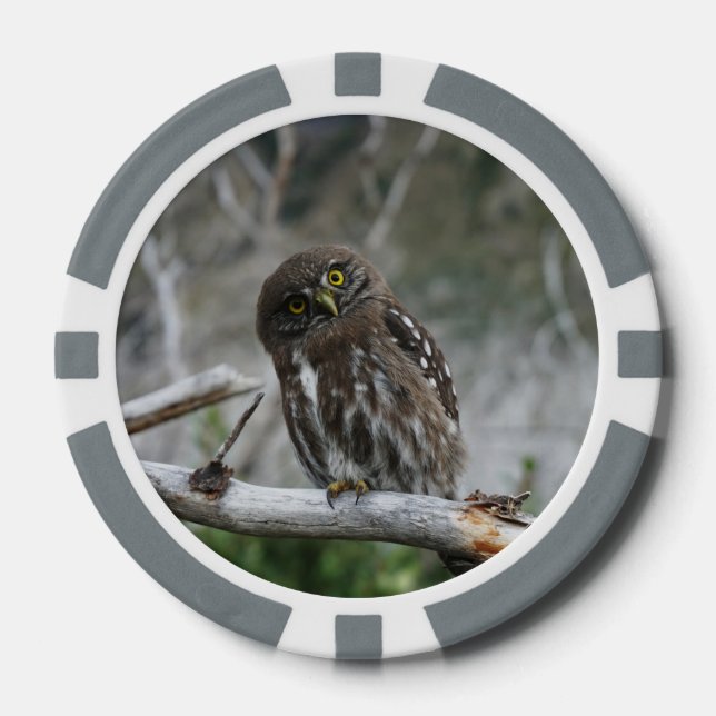 Northern Pygmy Owl Poker Chips (Front)