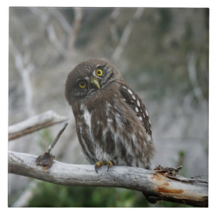 Northern Pygmy Owl Tile