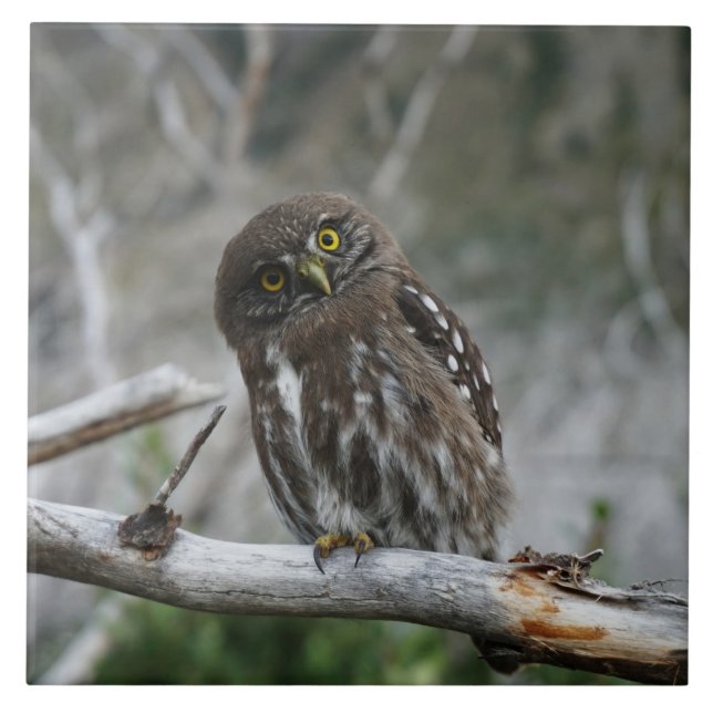 Northern Pygmy Owl Tile (Front)