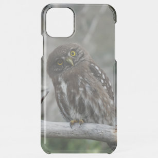 Northern Pygmy Owl iPhone 11 Pro Max Case