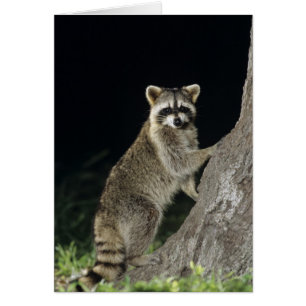 Northern Raccoon, Procyon lotor, adult at tree